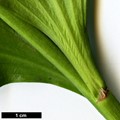 SpeciesSub: 'Trabzon'